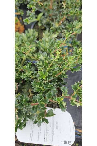 Berberis darwinii Compacta листя